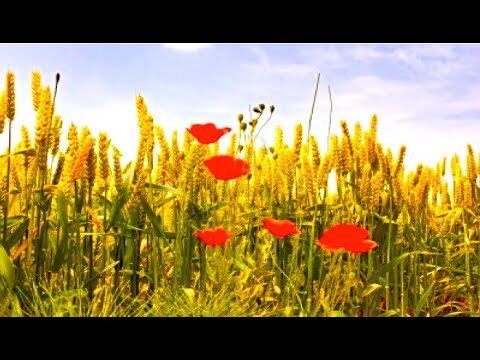 Collana Navajo: La Elegancia de la Tradición Indígena