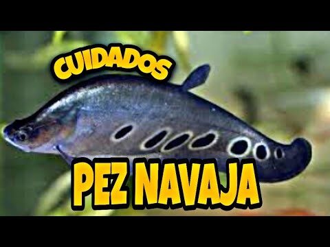 Todo sobre el pez navaja en agua dulce