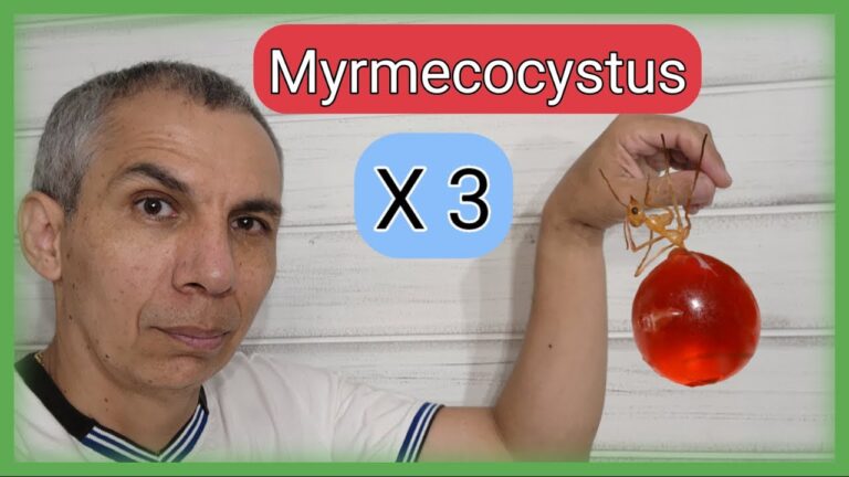 La fascinante vida de Myrmecocystus navajo