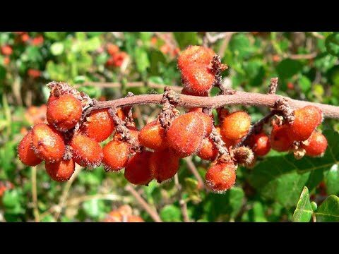 Rojo Navajo: Un Viaje a través de su Significado y Uso