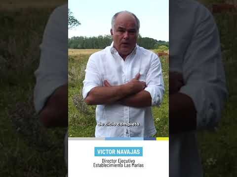 Las Navajas: ¿Engordan o No?